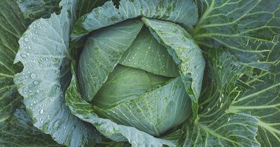 Cabbage after rain - web.jpg