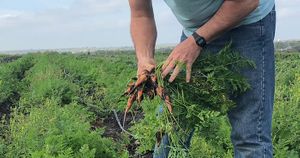farmer pulling carrots