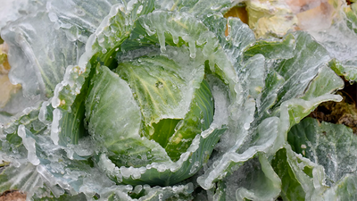 Hat and Heart Frozen Cabbage - WEBSITE.png